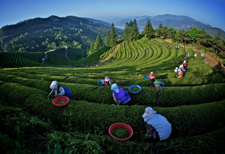 tea logistics, tea garden